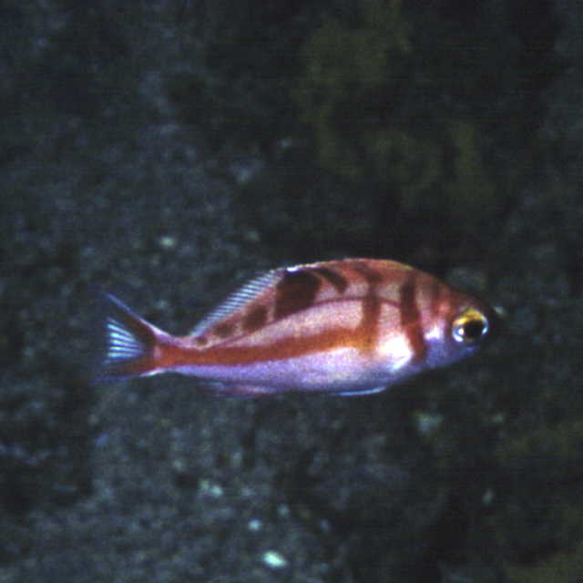 Caprodon schlegelii